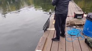 Утро на водоёме.Форель