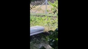 Птичка-сойка зарисовка 1