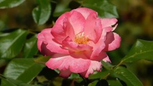 15=09=2025  ник   (194)