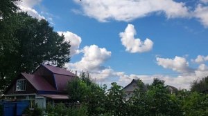 На даче в саду яблони, груши, виноград.