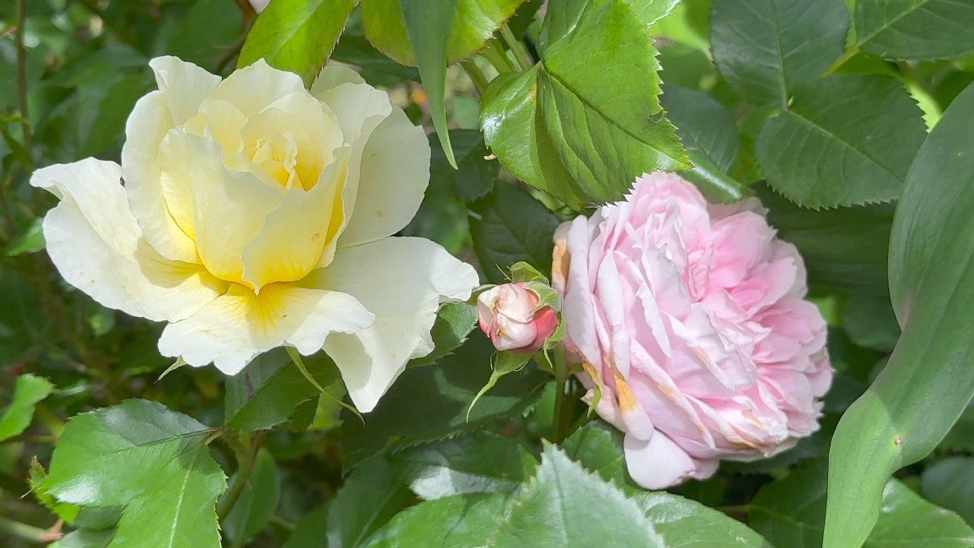 Июль в Саду 2 июля 2025 часть 1