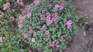 Уход за растениями в цветнике, велопрогулка.