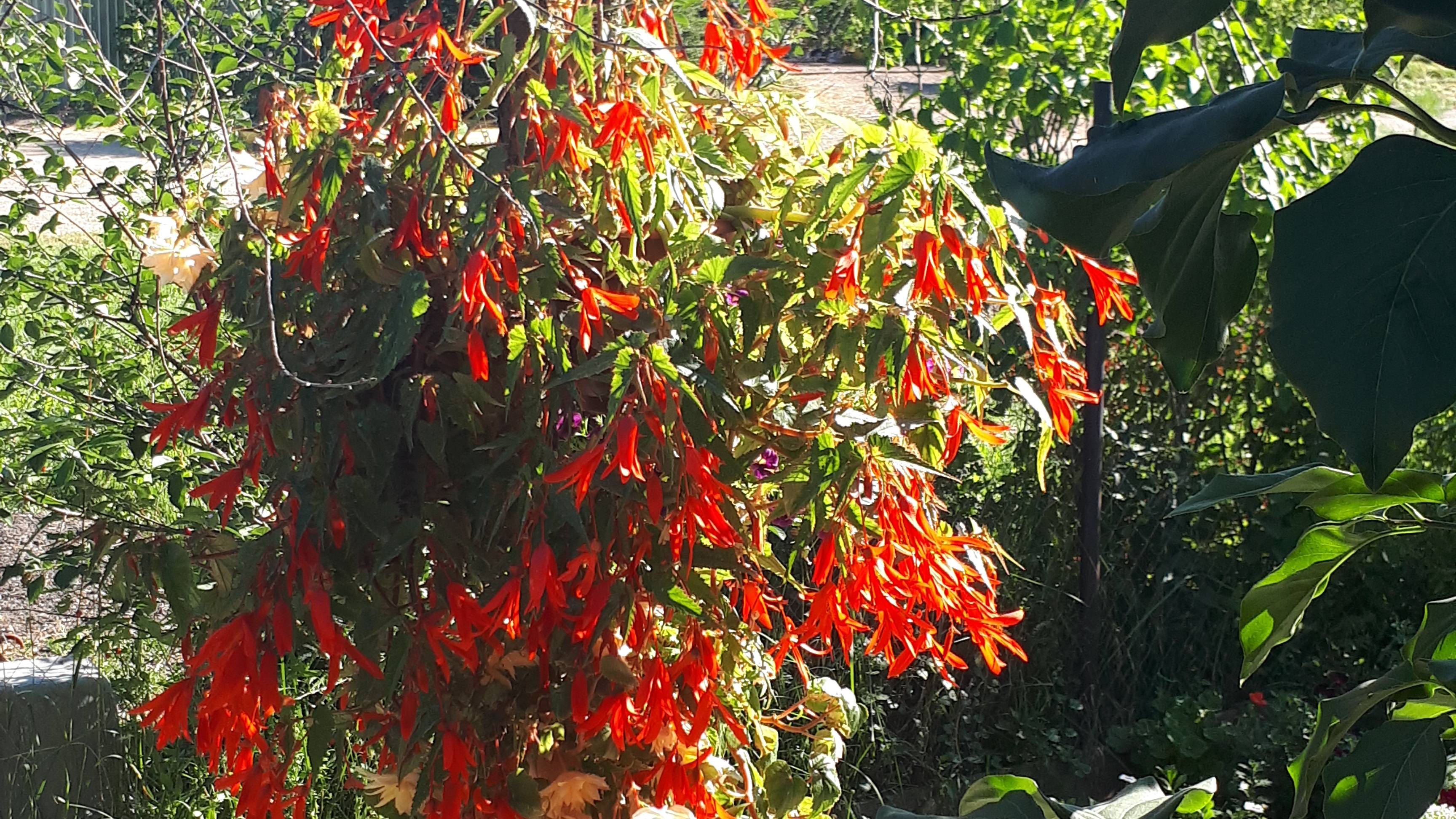 Ампельная боливийская бегония