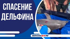 Дельфин спасли из реки и вернули в Черное море