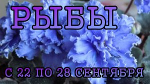 РЫБЫ таро прогноз на неделю с 22 по 28 СЕНТЯБРЯ 2025 года.