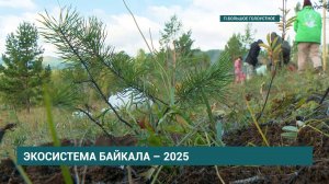 9,5 тысячи сеянцев,  саженцев сосны и лиственницы высадят на Байкале
