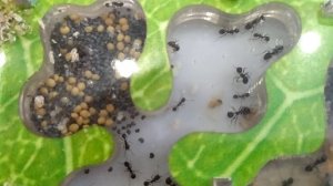 Муравьи - рассказ второй.