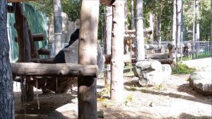 У уссурийских медвежат борьба на гамаке 15.09.2025