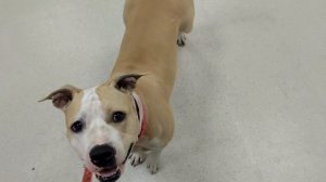 Tcenniy Prize Idillia , nosework, lesson 1