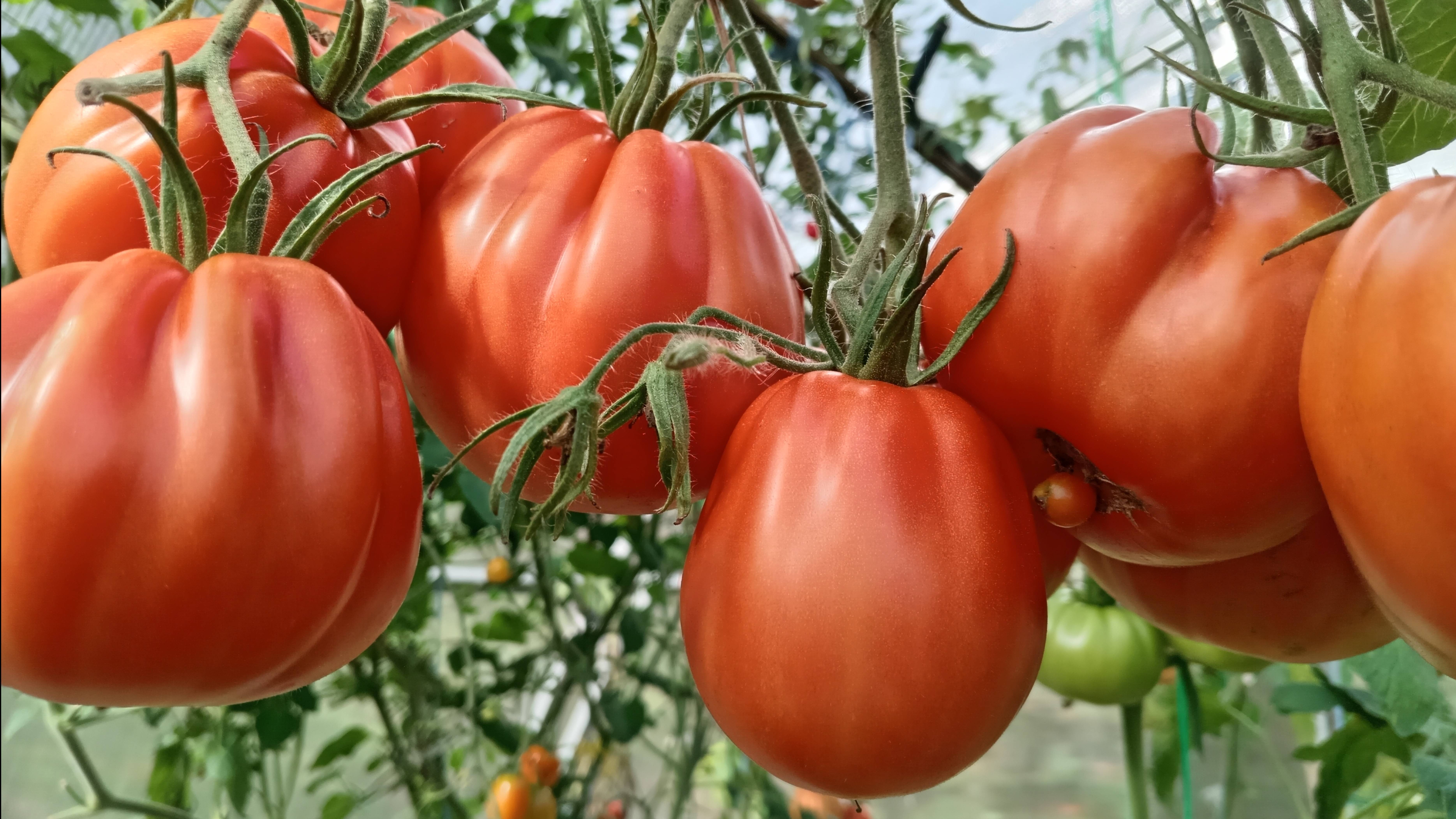 КОРНИ ТОМАТОВ. ПОЛИВ.