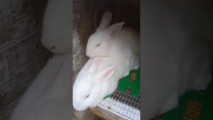 Подкармливаю несушек тыквой. Случка кроликов.