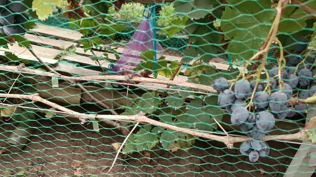 Состояние виноградника на 18.09.2025 года