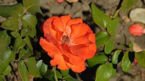 15=09=2025  ник   (160)