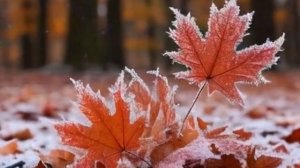 КЛЕН ТЫ МОЙ ОПАВШИЙ, КЛЕН ЗАИНДЕВЕЛЫЙ