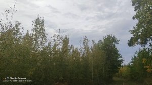 19-09-2025 Осенний лес во всей красе.. начальной 🍁🍂🌿