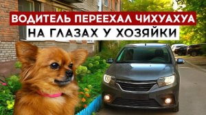 Водитель переехал чихуахуа на глазах у хозяйки