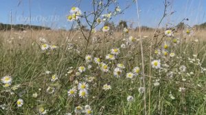 Прогулка выходного дня. Вышли в поле, огляделись и сняли кино...