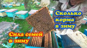 ПРОВЕРКА ПРИЁМА МАТОК, СИЛА СЕМЕЙ В ЗИМУ И СКОЛЬКО КОРМОВЫХ ЗАПАСОВ У НИХ.