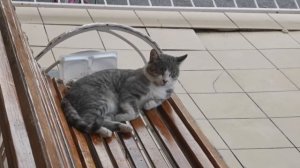 Кот 🐱 лежит по-царски на лавочке