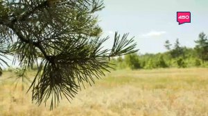 Высокая пожарная опасность лесов. Александр Чемоданов - об ограничениях