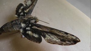 БРАЖНИКИ: 629. Xylophanes crenulata