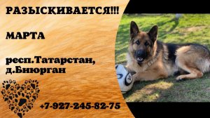 Пропала собака! МАРТА. Респ.Татарстан, д.Биюрган.