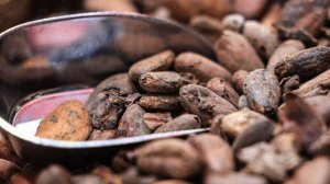 Ученые рассказали о влиянии экстракта какао на снижение старения