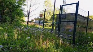 Сбор одуванчиков на улице Дзержинского