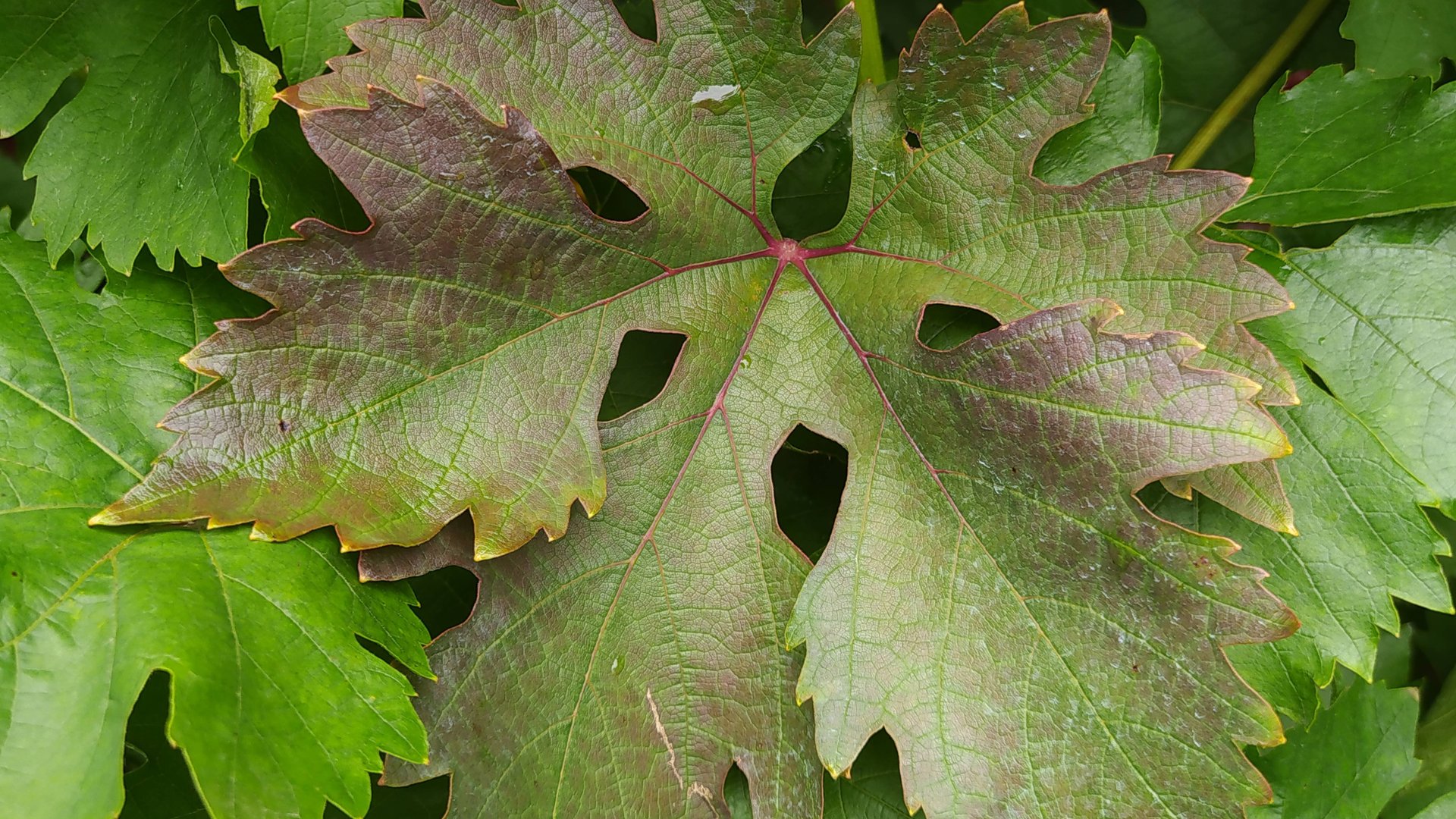 Изменение цвета виноградного листа что же это: нехватка элемента питания или опасный вредитель?