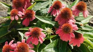 15=09=2025  ник   (238)