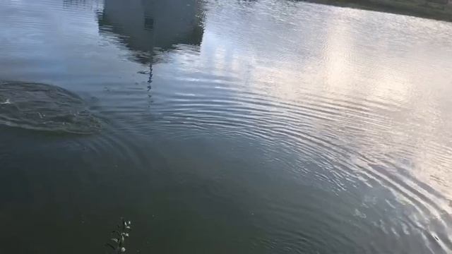 ещё один осетор в подсаке