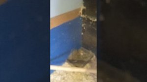 Мини курятник на 10 - 15 несушек