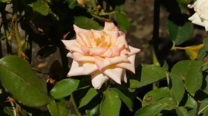 15=09=2025  ник   (201)