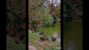 Утренняя осенняя прогулка ( 19 сентября)