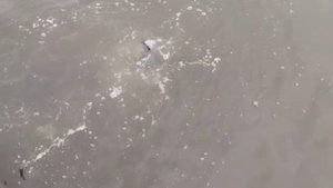 Зарыбление водоема осетром.