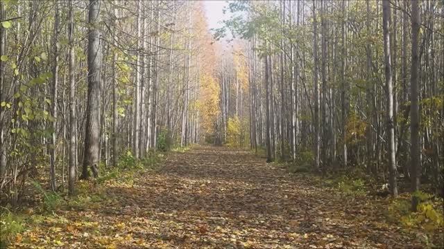 Осенний лес. смотреть онлайн