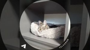 Тигра дома! Как будто и жила всю жизнь с Александрой!😍