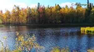 Сентябрь ... "МИМОХОДОМ", 2025 год. Автор проекта О. Дзиов