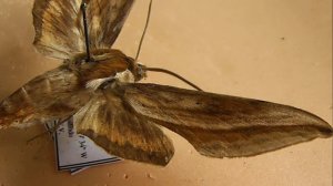 БРАЖНИКИ: 631. Xylophanes damocrita