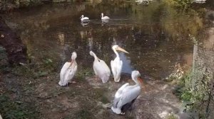 Цапли Московского Зоопарка.