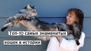 ТОП-10 САМЫХ ЗНАМЕНИТЫХ КОШЕК В МИРЕ