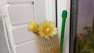 цветение кактуса Нотокактус Ленингхауза, или Лимонный Шар (Notocactus Leninghausii)