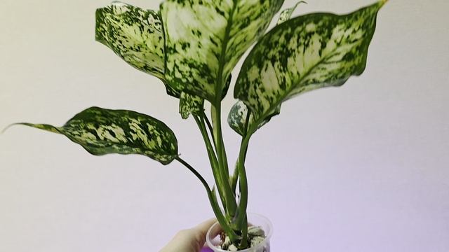 Анимани Вайт.mp4 смотреть онлайн