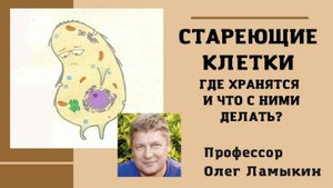 Стареющие клетки в организме, что такое и как влияют? Проф. Ламыкин О.Д.