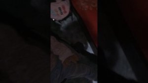 вечерний лог с Евой.