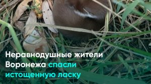 Неравнодушные жители Воронежа спасли истощенную ласку