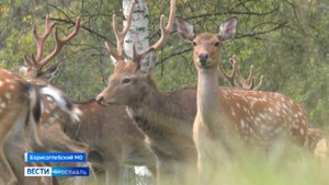 В ярославских лесах обитает чуть более семисот особей пятнистых оленей