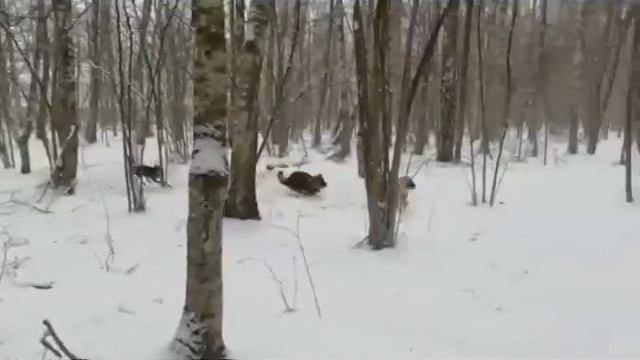 погнале