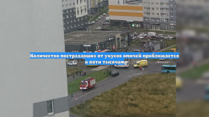 Количество пострадавших от укусов омичей приближается к пяти тысячам