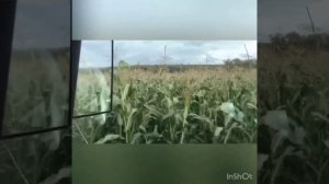 Трактор Челенджер с полуприцепом ПТСС-25 на перевозке силоса